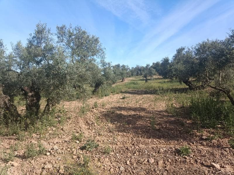 PA EL CAÑO POLIGONO 8 PARCEL 79, 41580 CASARICHE - Imagen 1