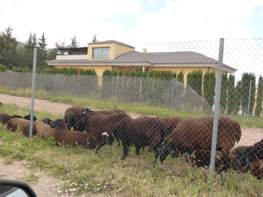 FINCA RUSTICA EN MALAGON - Imagen 1